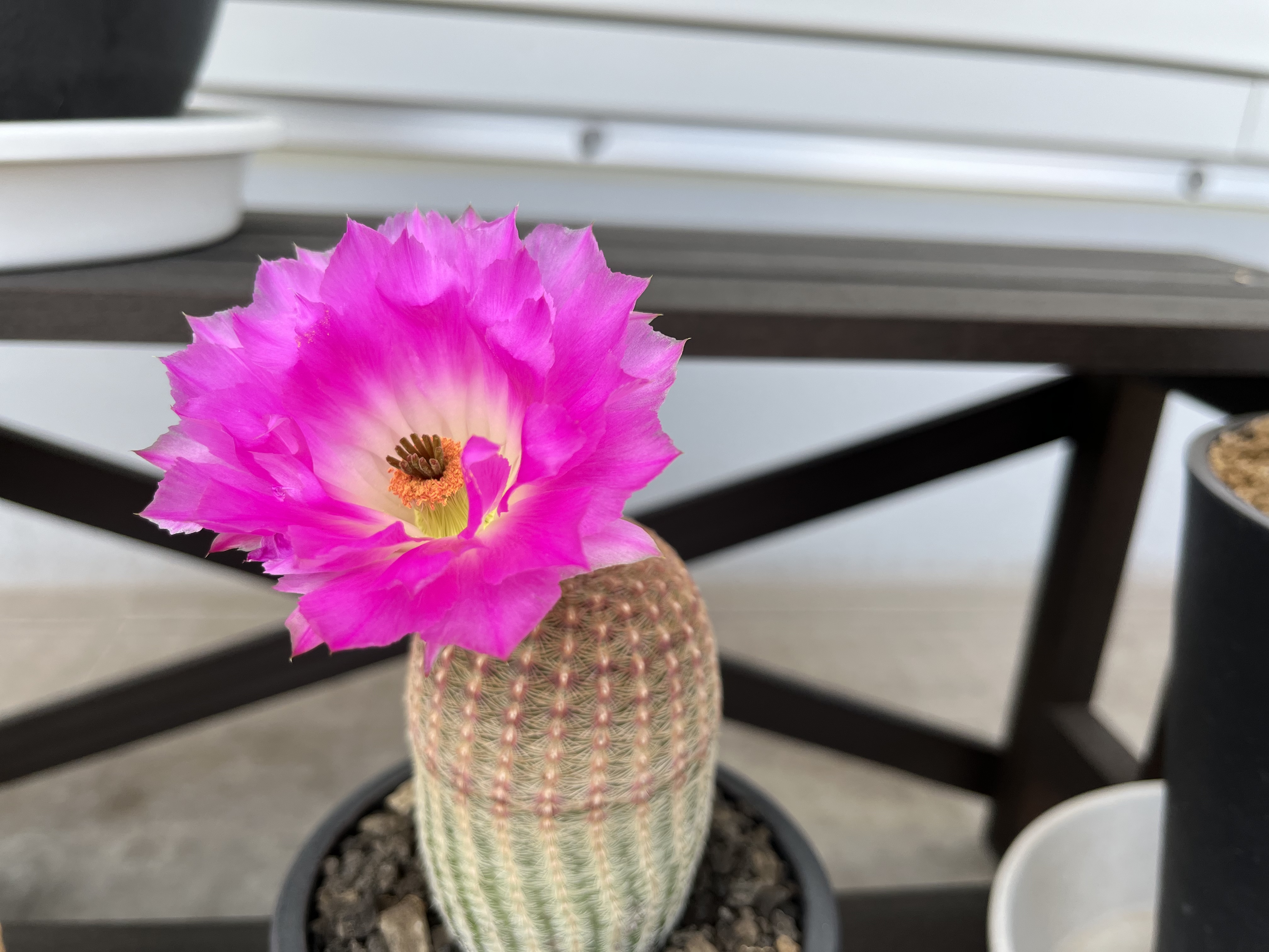 サボテンの花 - WISERLINKAGE